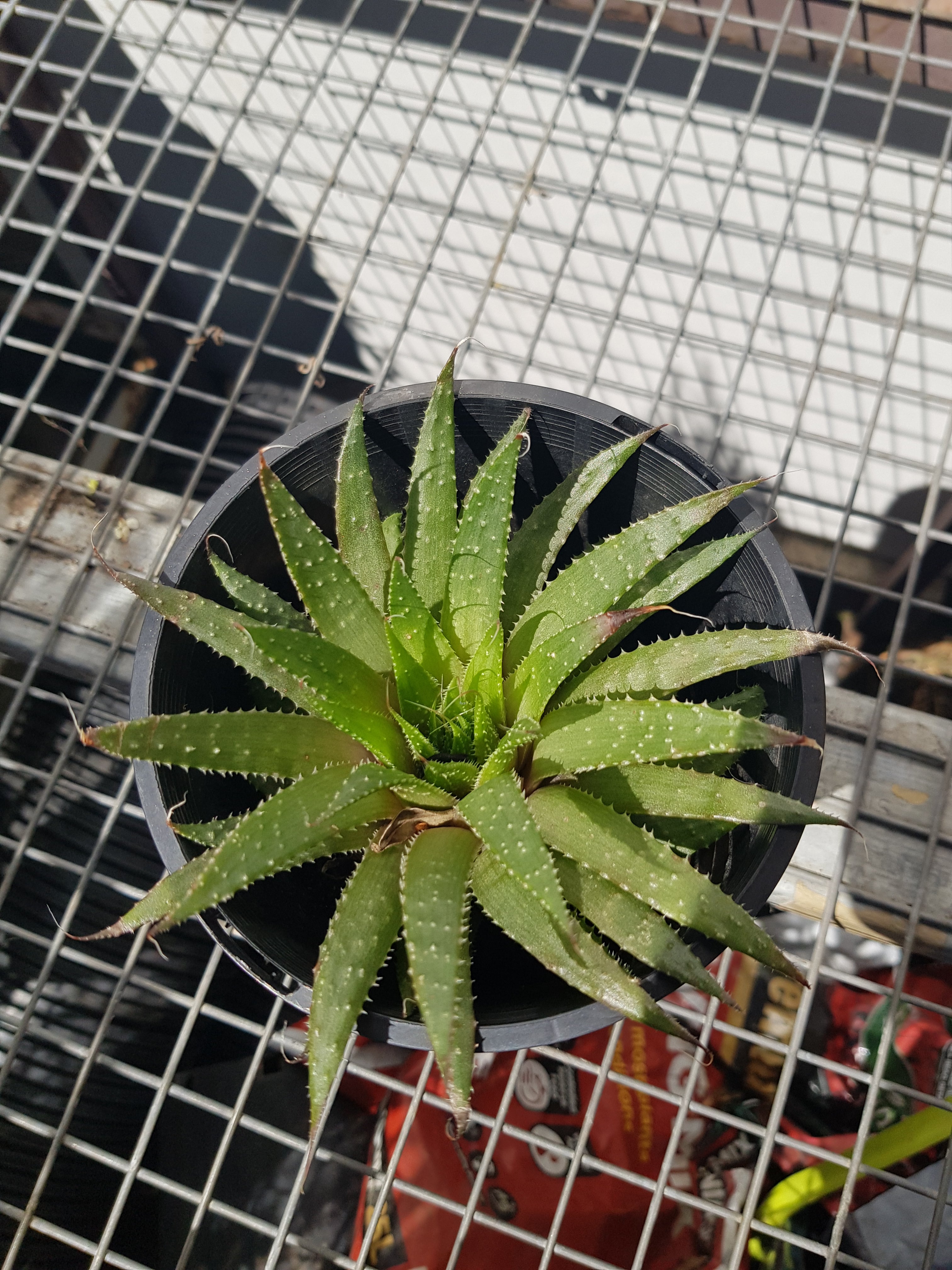 Aloe Lace - Aristata - One Red Hill